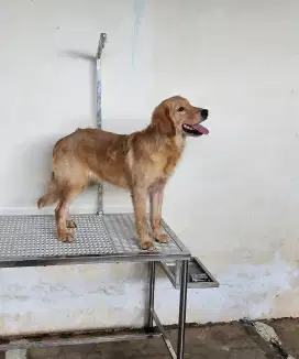 Golden Retriever Female 7 Bulan Stambum Big Bone Line Import Champion