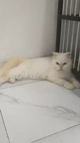 Lepas Adopt betina Persia ragdoll