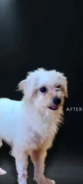 Maltese dog jantan