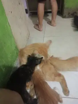 Anak kucing umur 2 bulan