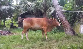 Sapi kurban, harga nego
