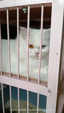 Kucing Persia Putih mata 2 warna