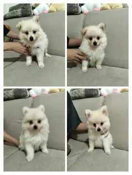 Sale anakan minipom usia 2 bln ,dob 4 maret'25 (3 betina dan 1 jantan)