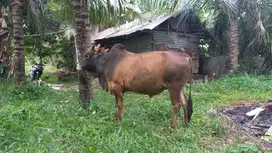 Sapi kurban [harga Nego]