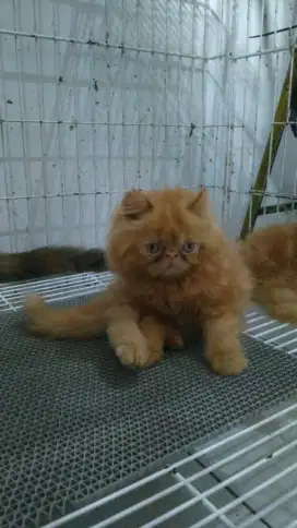 Kucing peaknoise