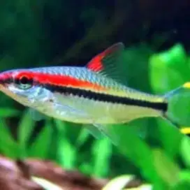 Ikan  Hias Pontius