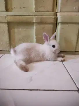 Kelinci Netherland Dwarfs