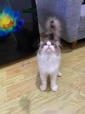 Kucing Ragdoll Bicolor Simetris Jantan