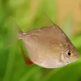 Ikan Dollar Platinum