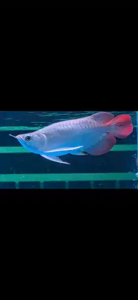 Arwana super red ITL special 28 cm dayung seanus