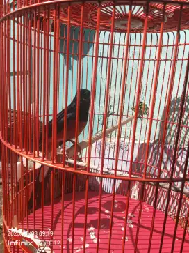 Burung Murai Batu Medan