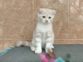 Scottish fold (gaelic ns) betina