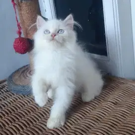 Kucing Persia Medium Jantan