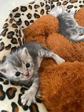 Kucing bsh baby 2 bulan