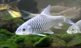Ikan Masher Tor  Tambroides
