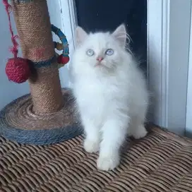 Kitten Persia Medium Jantan