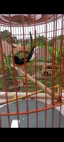 Murai batu medan pastol