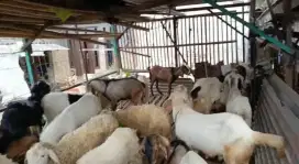 Domba qurban kambing qurban