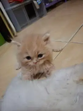 Kucing persia kitten usia 1.5bulan