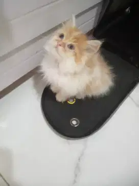 Kitten 2 flat x medium longhair sejodoh gemuk mandiri aktif nego