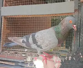 Burung Dara 3 Pasang