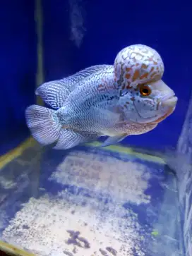 Ikan louhan srm