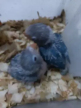Baby burung love bird
