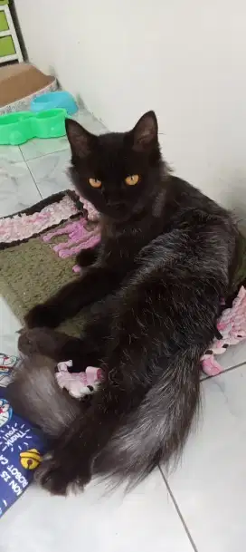 Kucing maine coon