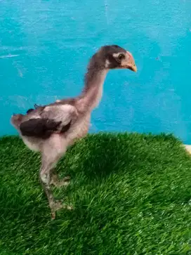Ayam Bangkok Ganoy kaki gunung 17 york Orygional