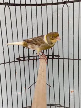 Burung kenari gacor dor atas bawah bunyi