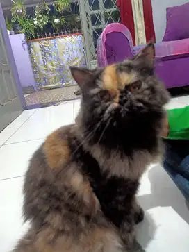 Kucing Persia peaknose exotic..