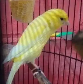 Kenari seri f1 cerah
