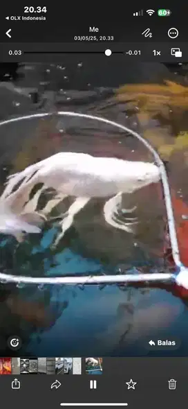 Jual obral ikan koi slayer short body jumbo