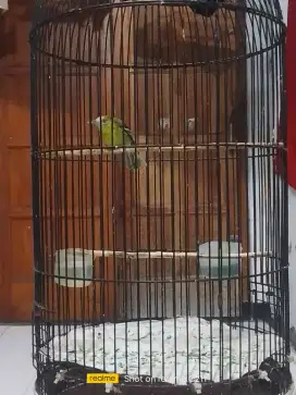 Sirtu plus sangkar