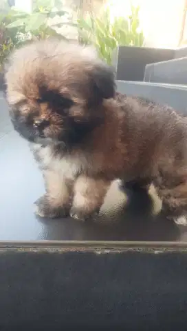 ANJING SHIHTZU POM / SHIPOM