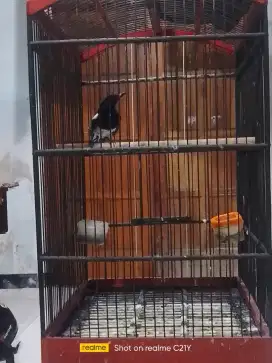 Kacer poci rajin bunyi