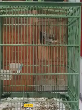 Trucukan rajin bunyi plus sangkar