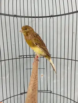Burung kenari AF Gacor pakai ring