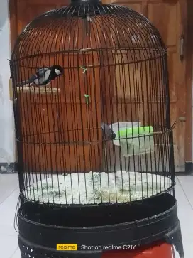 Glatik rajin bunyi plus sangkar