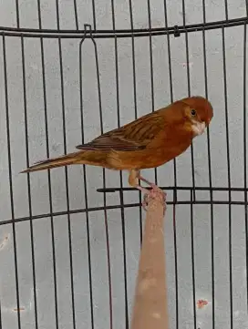 Burung kenari blackred Gacor durasi panjang 40-50 detik