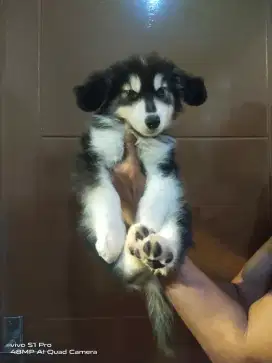 Jual Anjing Alaskan Malamute