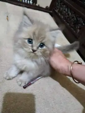 Kucing anggora jantan