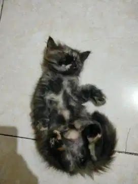 Persia medium kitten