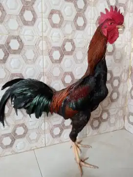 Ayam Bangkok Silangan Mangon