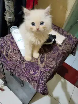 Kucing anggora jantan