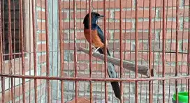 Burung murai medan gacor