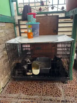 Dijual kadang kucing