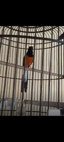Burung murai gacor
