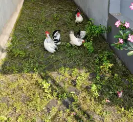 Ayam Kate Hitam Putih