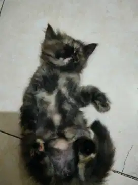 Kitten Persia medium